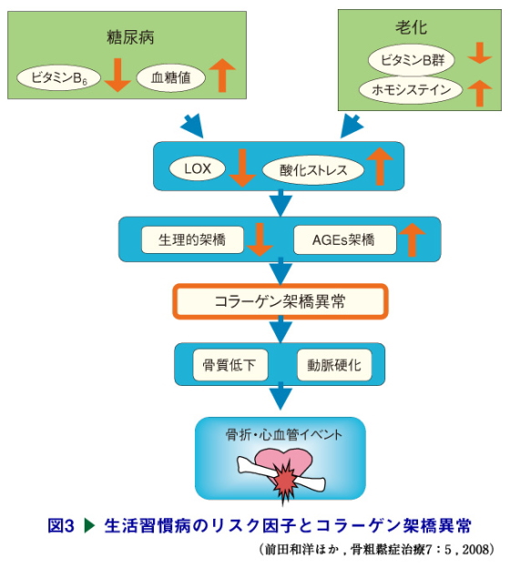 生活習慣病のリスク因子とコラーゲン架橋異常